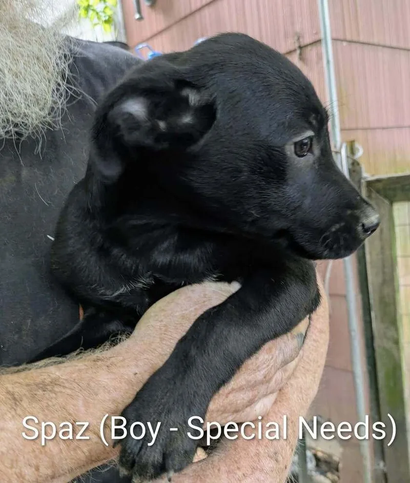 LLP Nina : Spazz thumbnail 2