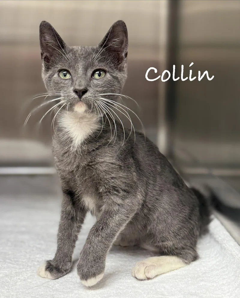A baby medium-sized male Gray & White Domestic Short Hair cat named Collin for adoption in Pawleys Island, SC