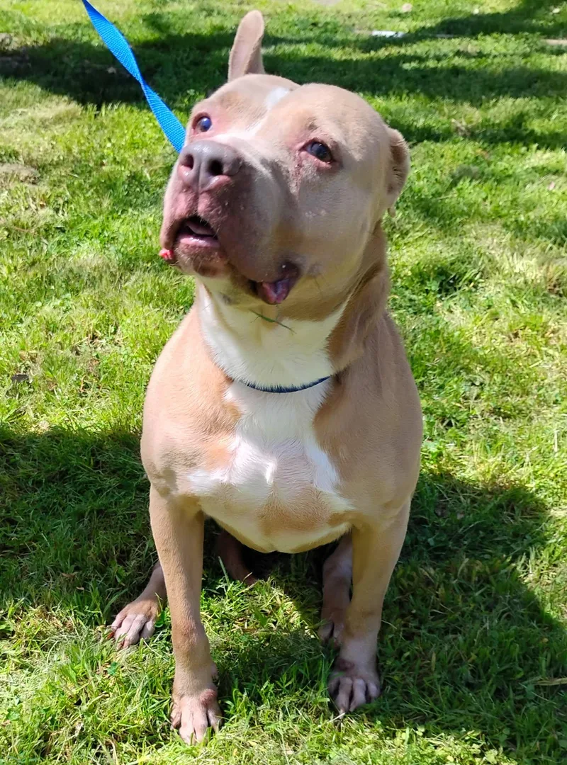 A senior medium-sized female Yellow / Tan / Blond / Fawn Pit Bull Terrier dog named Sensi for adoption in Zuni, VA