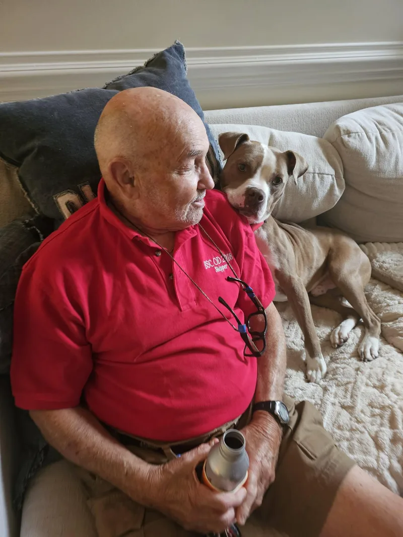 An adult medium-sized male Pit Bull Terrier dog named Oakley for adoption in Ayden, NC