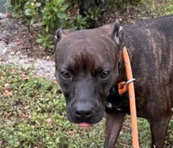 A young medium-sized male American Staffordshire Terrier dog named Oxtail for adoption in Fort Lauderdale, FL