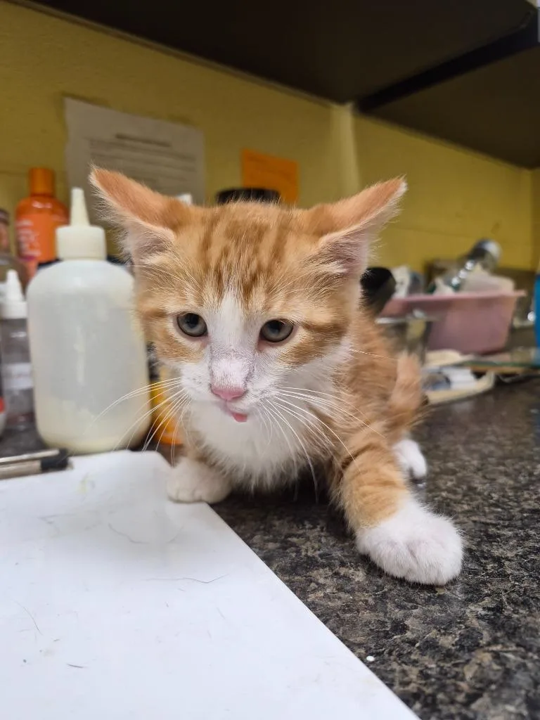 A baby small-sized male Domestic Short Hair cat named Skip for adoption in Crossville, TN