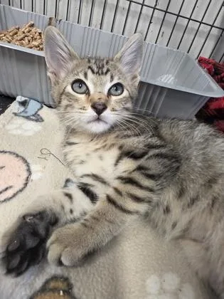 A young small-sized male Domestic Short Hair cat named Bob for adoption in Beatrice, NE