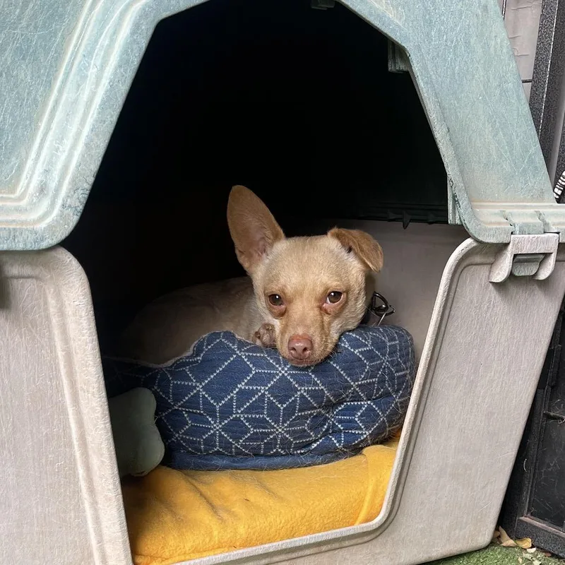 An adult small-sized female Yellow / Tan / Blond / Fawn Chihuahua dog named Mosquito for adoption in Moab, UT