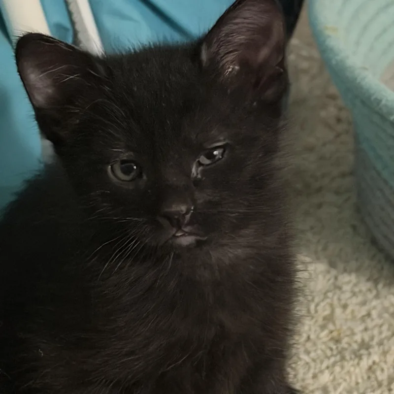 A baby small-sized female Black Domestic Short Hair cat named Sierra Groth for adoption in Morrison, CO