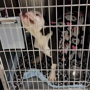 Elizardbeth thumbnail 2