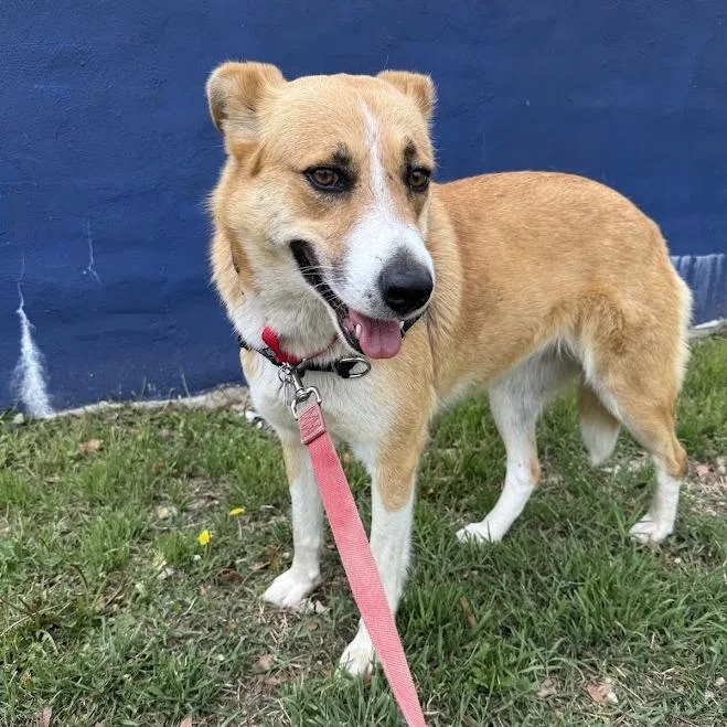 An adult large-sized female Yellow / Tan / Blond / Fawn Shepherd dog named Thelma for adoption in Falls Church, VA