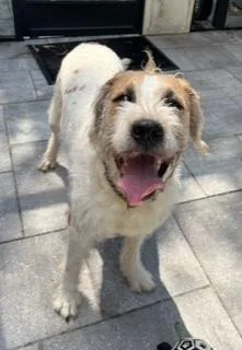 An adult large-sized male White / Cream German Wirehaired Pointer dog named Amadeus for adoption in Longwood, FL