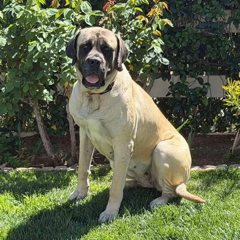 An adult extra large-sized female Yellow / Tan / Blond / Fawn Mastiff dog named Freya for adoption in Agua Dulce, CA