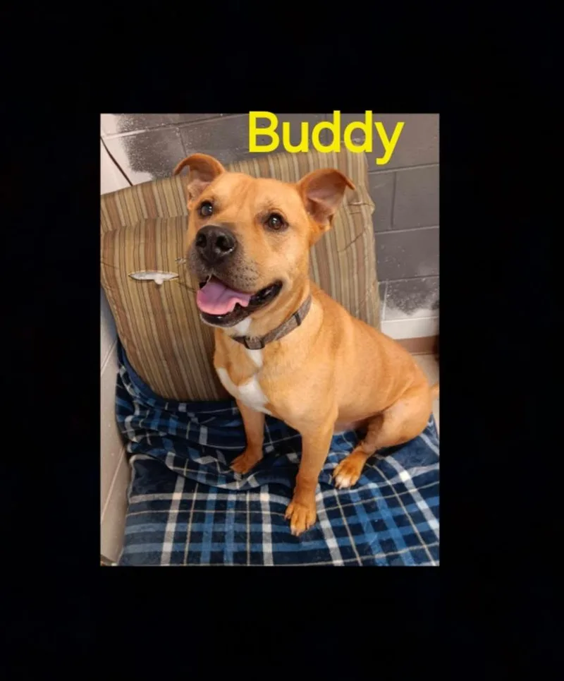 Buddy thumbnail 2