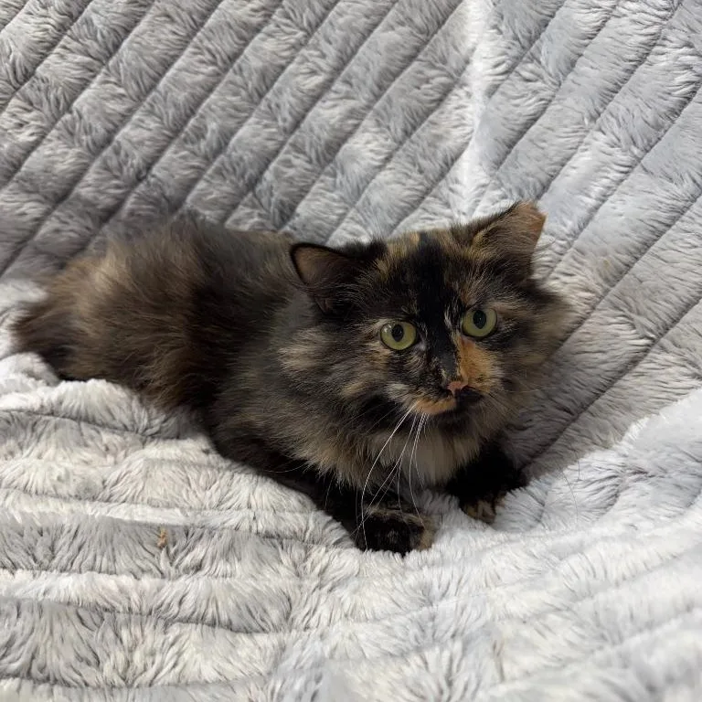 A young medium-sized female Torbie Domestic Medium Hair cat named Juniper for adoption in Benld, IL