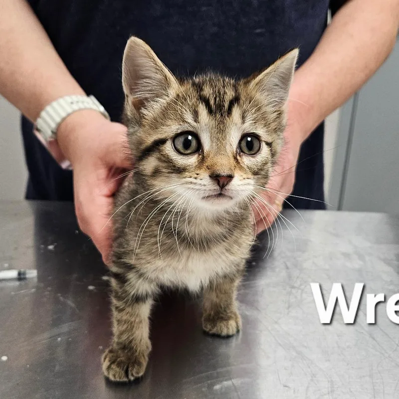 A baby small-sized male Brown / Chocolate Domestic Short Hair cat named Wren for adoption in Oneonta, NY