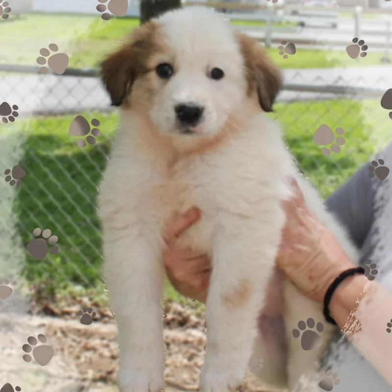 A baby large-sized female White / Cream Great Pyrenees dog named Jan for adoption in Amelia, OH