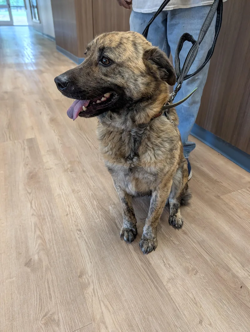An adult medium-sized female Brindle Australian Shepherd dog named Mella for adoption in Winnsboro, TX