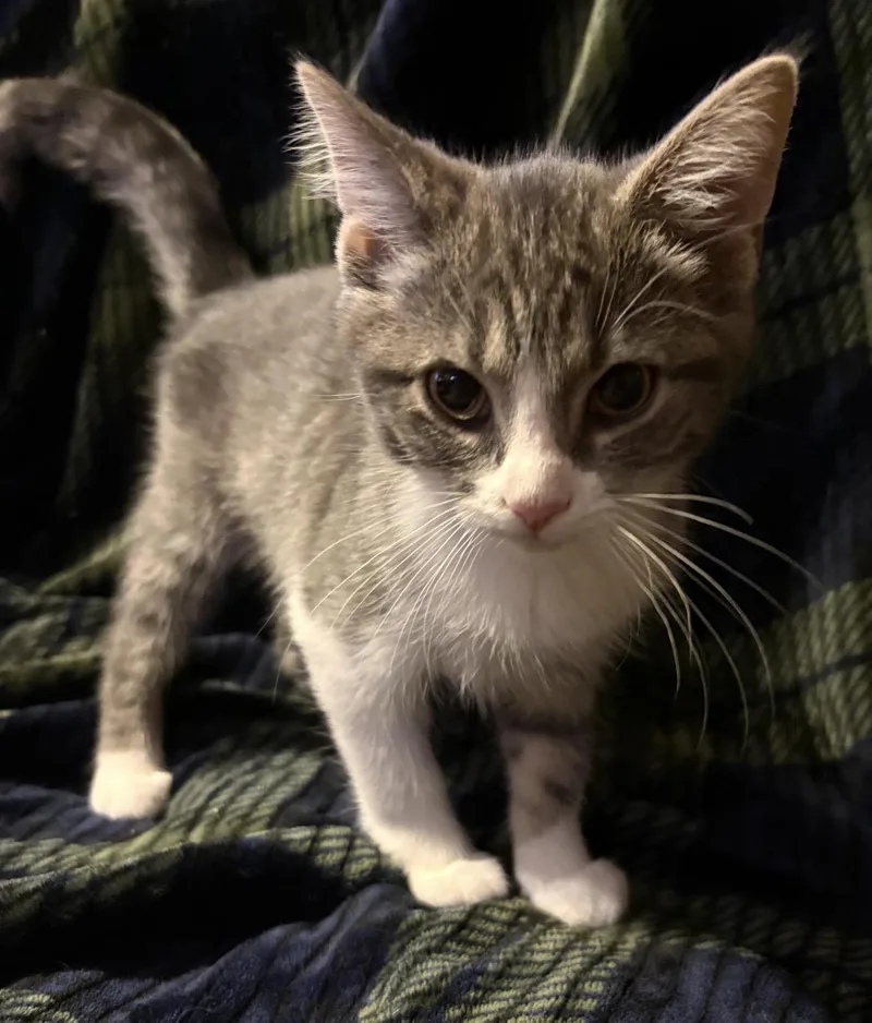 A baby small-sized female Tabby (Gray / Blue / Silver) Domestic Short Hair cat named Little Freya for adoption in Maineville, OH
