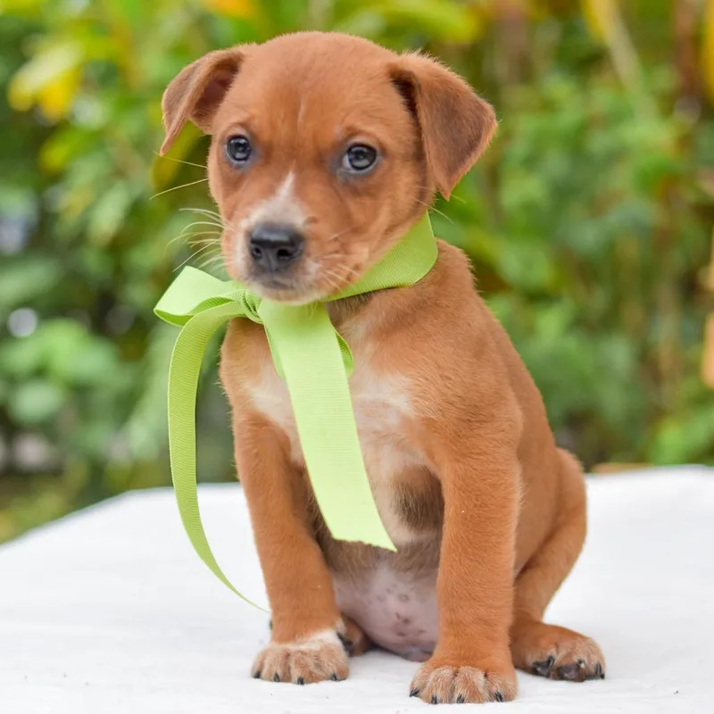 A baby medium-sized male Brown / Chocolate Mixed Breed dog named Jackfruit for adoption in Kailua Kona, HI