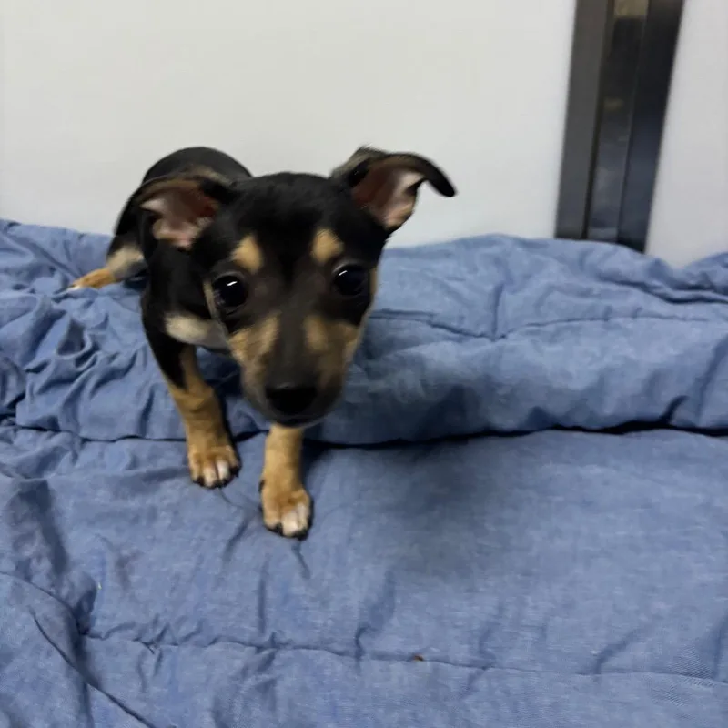 A baby small-sized female White / Cream Chihuahua dog named Maria for adoption in Franklin, NC