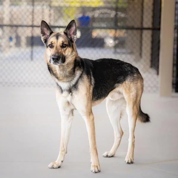 Pen C Zorro thumbnail 2