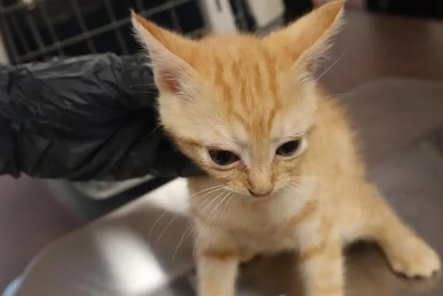 A baby medium-sized female Domestic Short Hair cat named Honeysmack for adoption in Columbia, SC