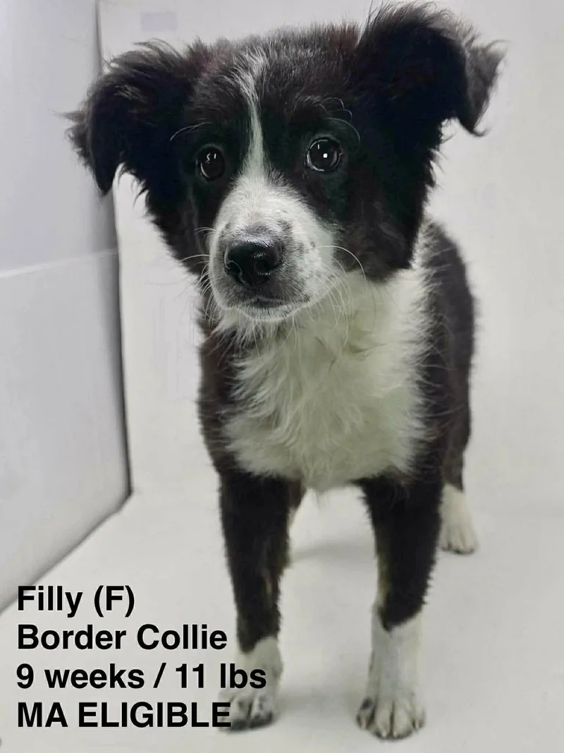 A young medium-sized female Border Collie dog named Filly for adoption in Pomfret Center, CT