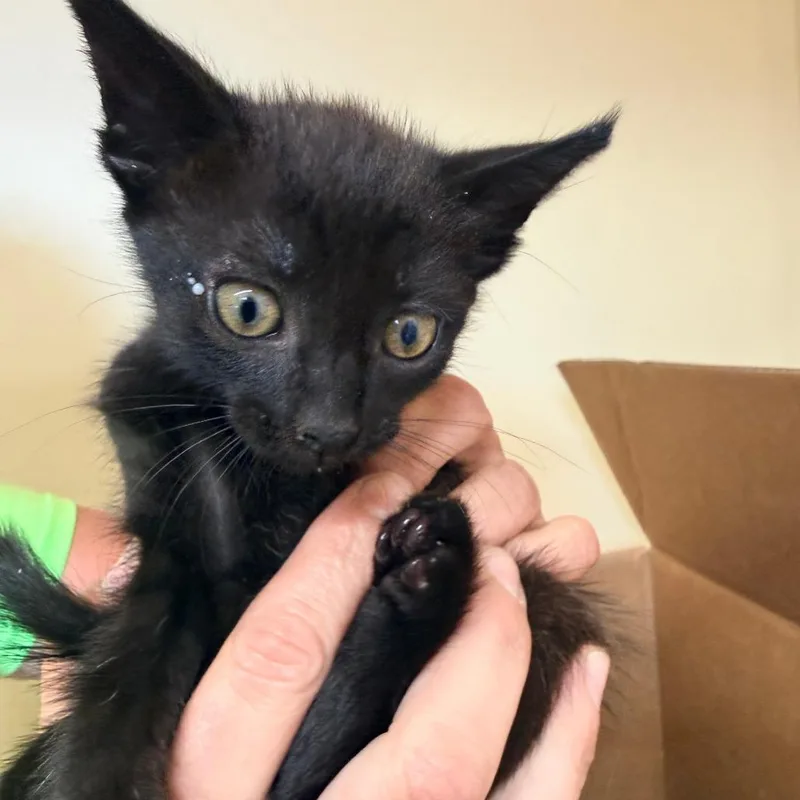 A baby small-sized female Black Domestic Short Hair cat named Prue for adoption in Corinth, MS