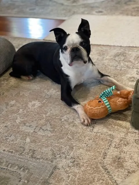 An adult small-sized male Boston Terrier dog named Jake for adoption in New York, NY