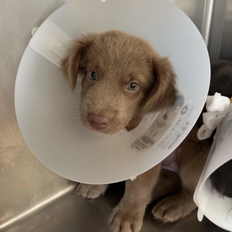 A baby medium-sized female Apricot / Beige Mixed Breed dog named Abba for adoption in Leander, TX