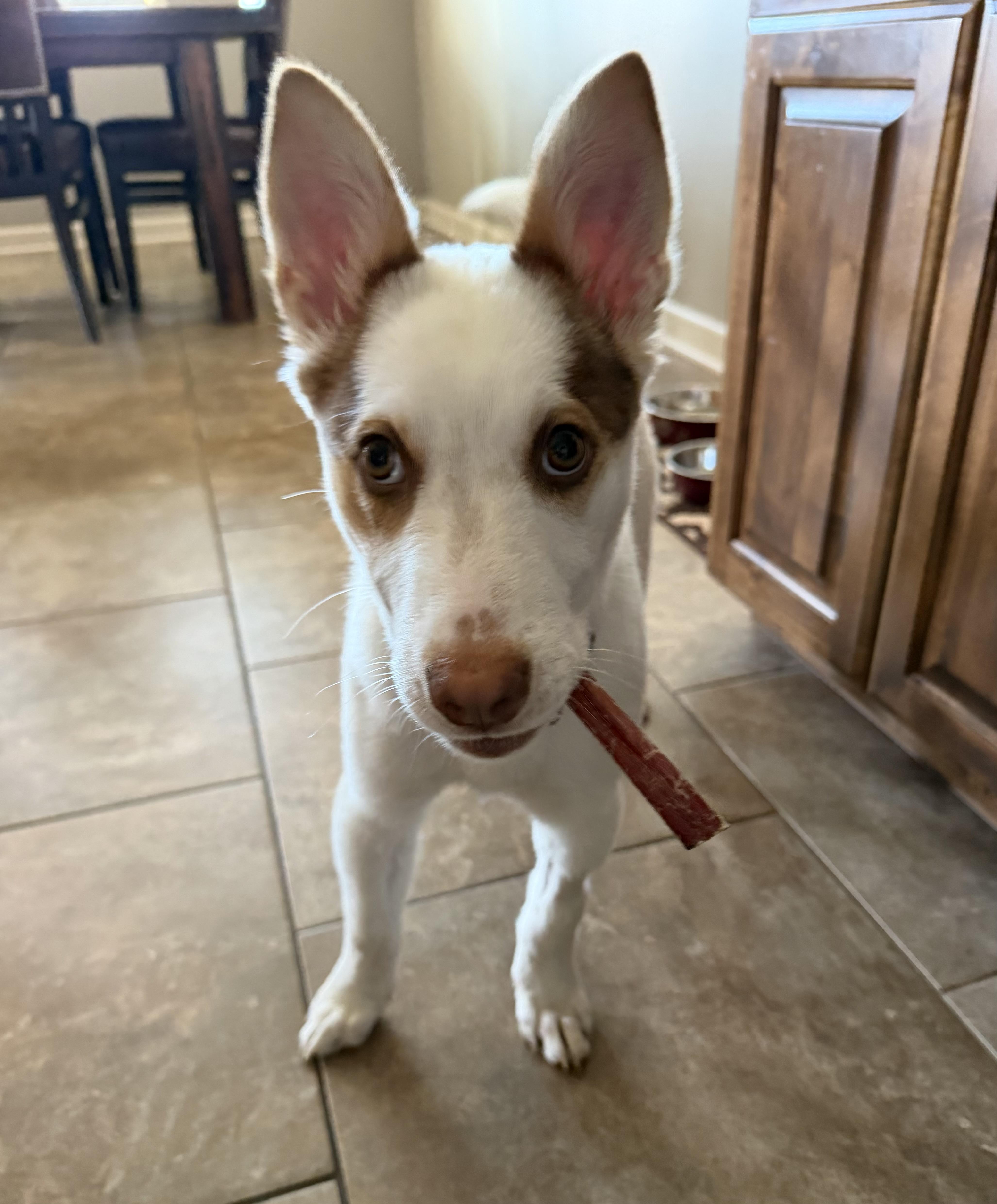 A baby medium-sized male White / Cream Australian Cattle Dog / Blue Heeler dog named Asher for adoption in Lincoln, NE