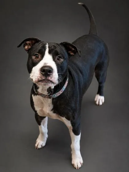 Roscoe thumbnail 2