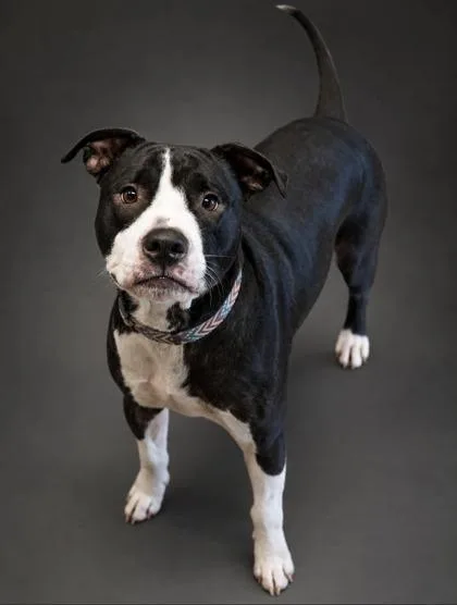 Roscoe thumbnail 3