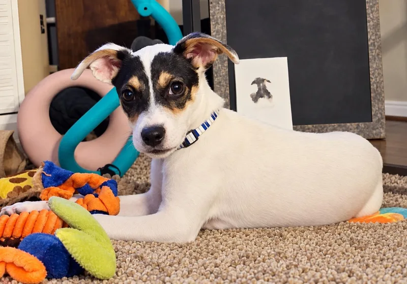 A baby small-sized male Tricolor (Brown, Black, & White) Jack Russell Terrier dog named Kanga for adoption in Grand Rapids, MI