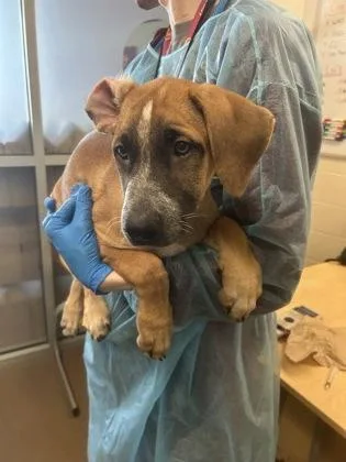A baby large-sized female Yellow / Tan / Blond / Fawn Mixed Breed dog named Roma for adoption in Wichita, KS