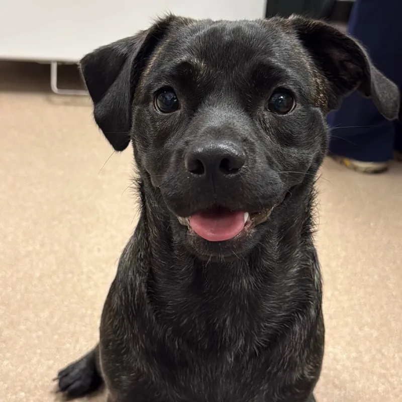 A young medium-sized female Pug dog named Faye A for adoption in Mission Hills, CA
