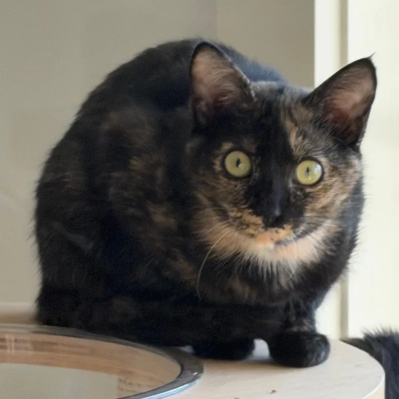 A baby small-sized female Tortoiseshell Domestic Short Hair cat named Ivy for adoption in Huntsville, AL