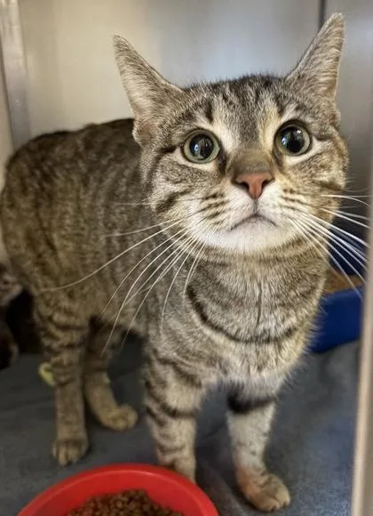 An adult small-sized female Domestic Short Hair cat named Apple Butter for adoption in West Chester, PA