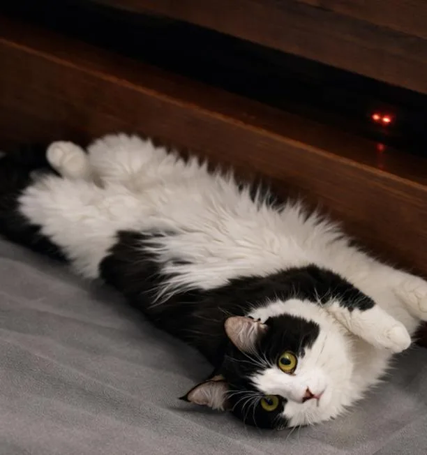 Charlotte  So Pretty! thumbnail 2