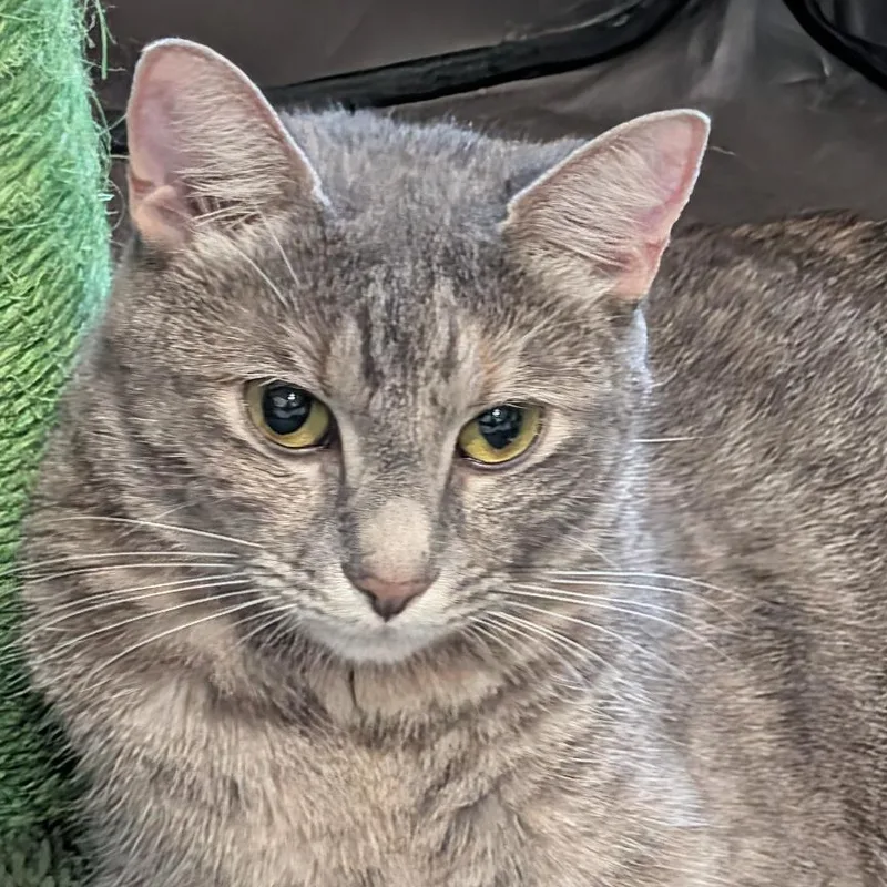 A young medium-sized female Dilute Tortoiseshell Domestic Short Hair cat named Sue for adoption in Reisterstown, MD