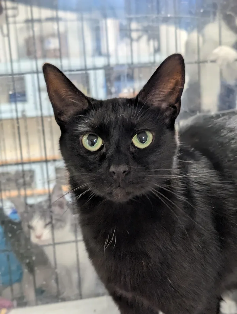 An adult medium-sized female Black Domestic Short Hair cat named Davida for adoption in Tilton, IL