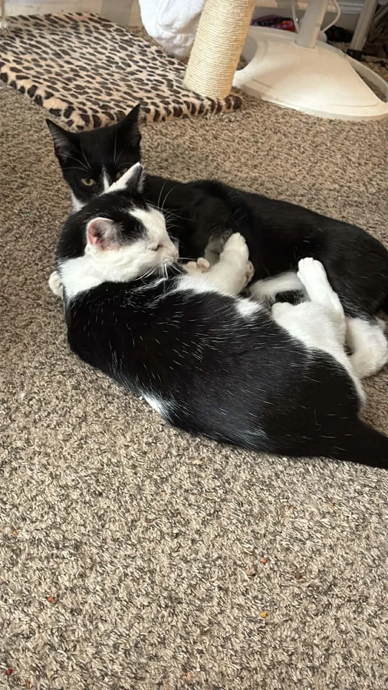 Spritz And Cutie thumbnail 2