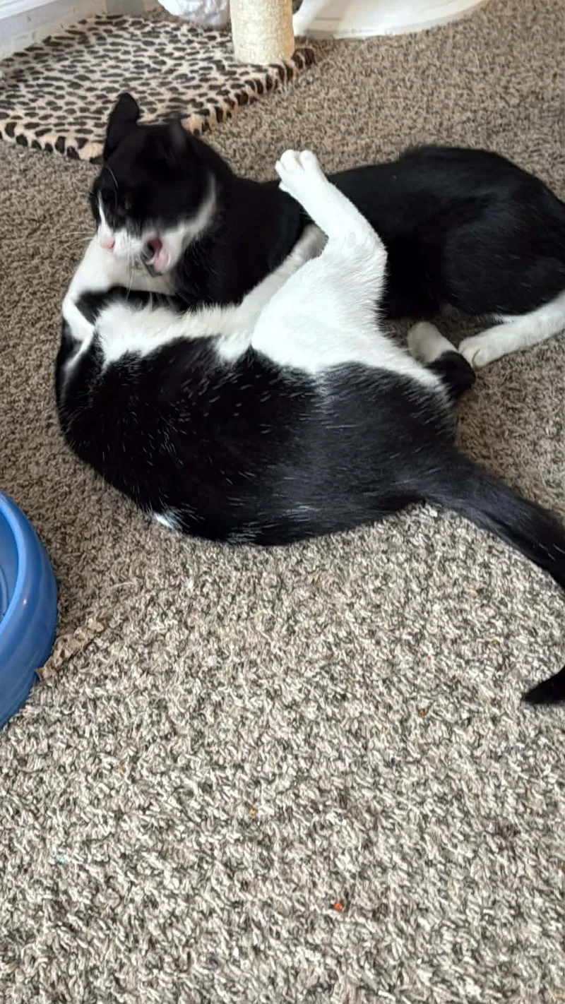 Spritz And Cutie thumbnail 3