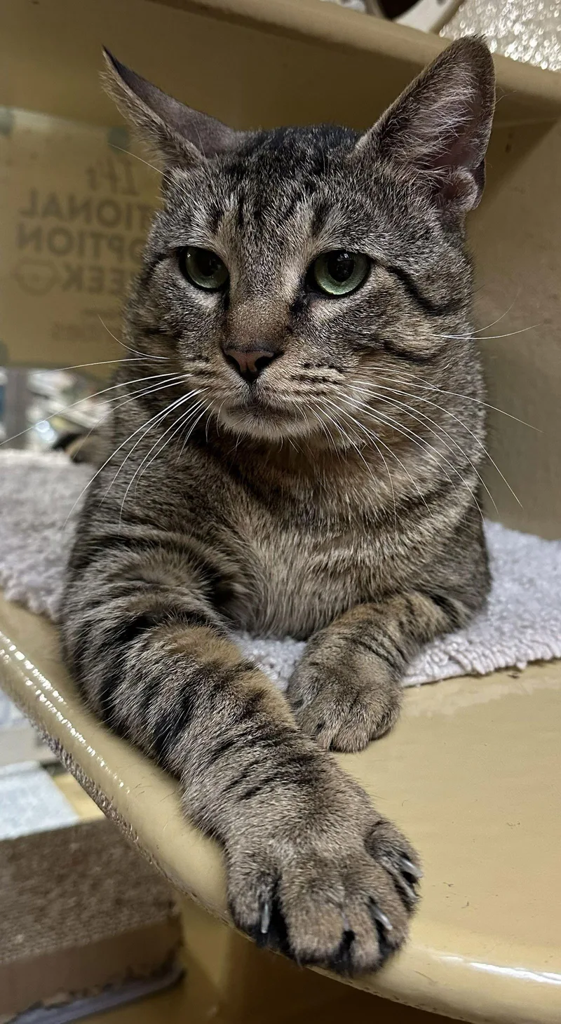 Harrison thumbnail 2