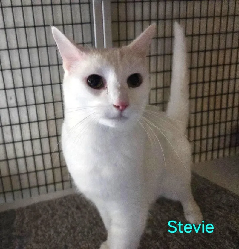 Stevie thumbnail 2