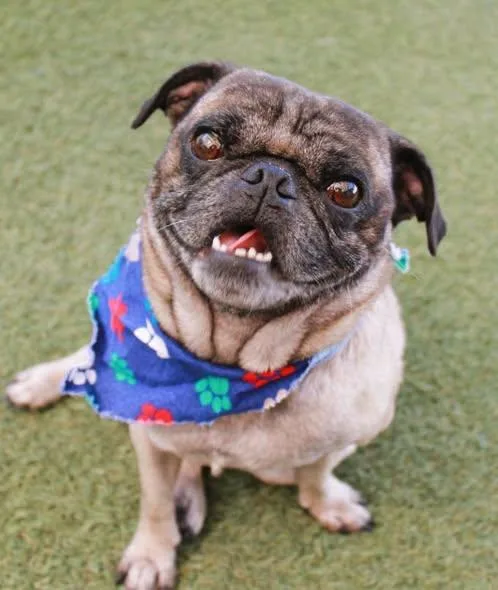 An adult medium-sized male Pug dog named Brunson for adoption in Pelham, MA