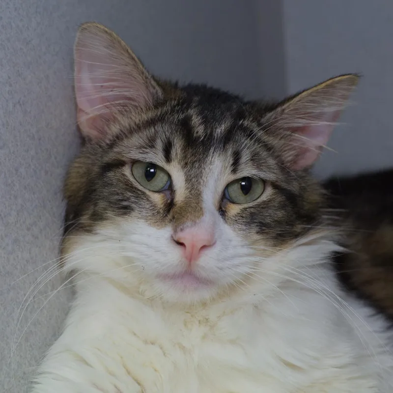 A young medium-sized male Domestic Medium Hair cat named Benneth for adoption in Shoreline, WA