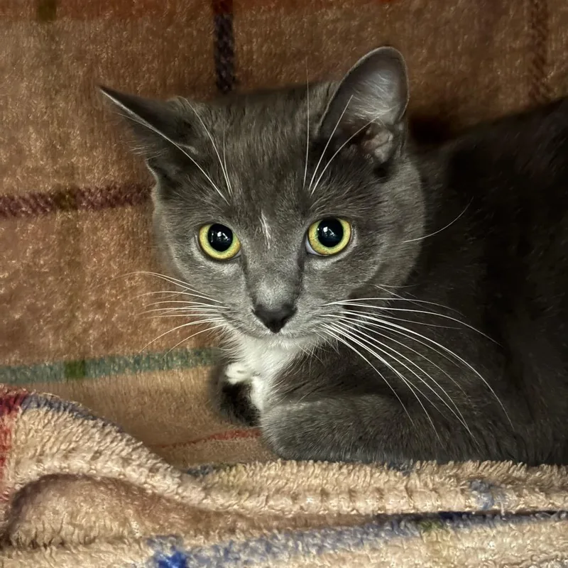 A young medium-sized female White Domestic Short Hair cat named Lupita for adoption in Grand Rapids, MI