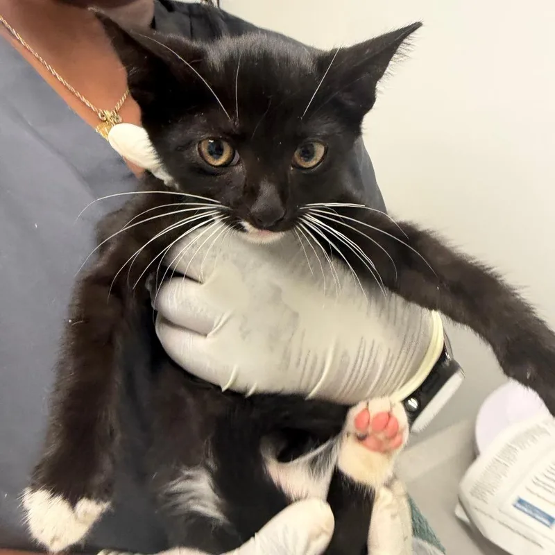 A baby small-sized male Black Domestic Short Hair cat named Showjumper for adoption in Jacksonville, FL