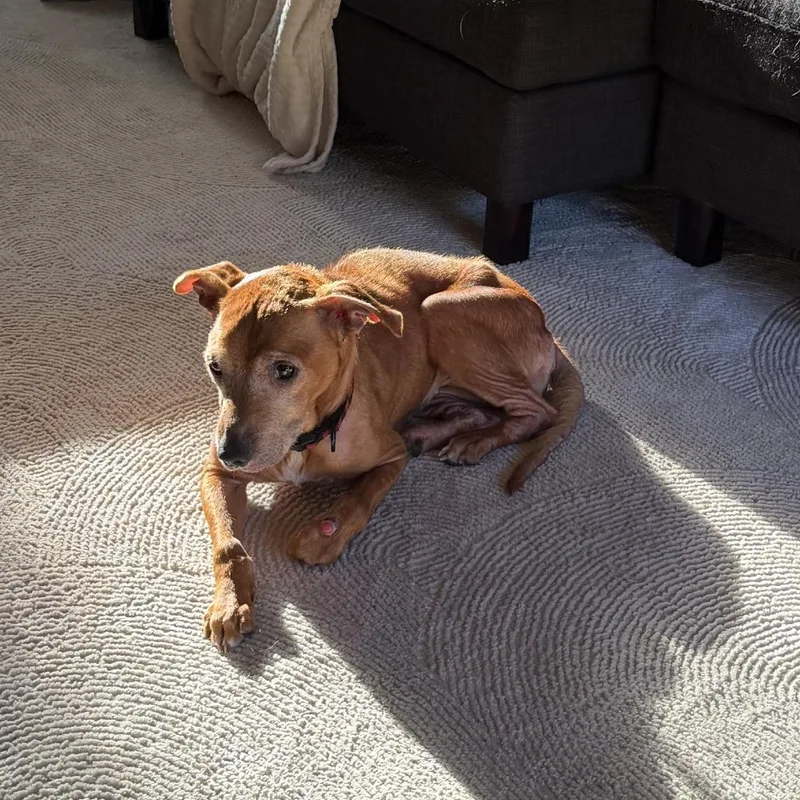 An adult medium-sized female Golden Labrador Retriever dog named Lady Bug for adoption in Raleigh, NC