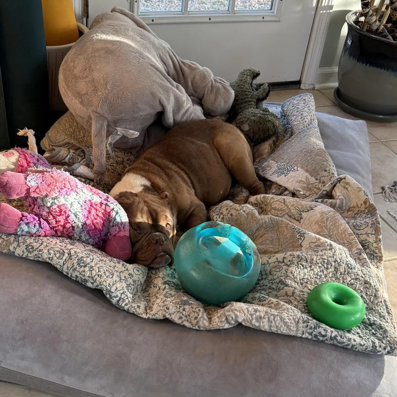 An adult medium-sized female Brown / Chocolate American Bully dog named Posey for adoption in Cornelius, NC