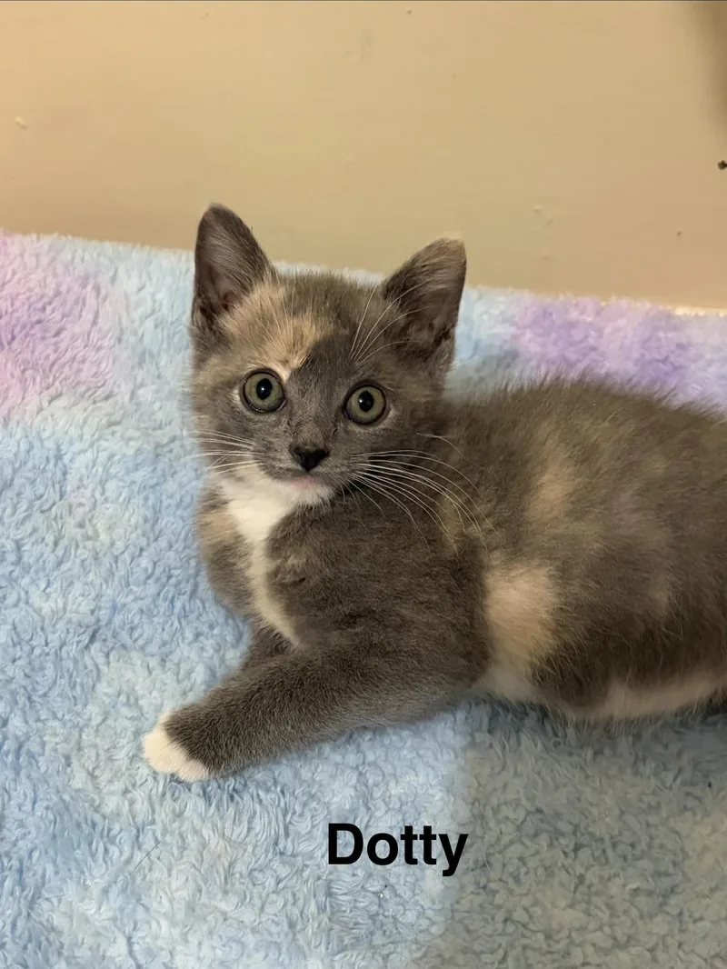 A baby medium-sized female Dilute Calico Domestic Short Hair cat named Dotty for adoption in Kenhorst, PA