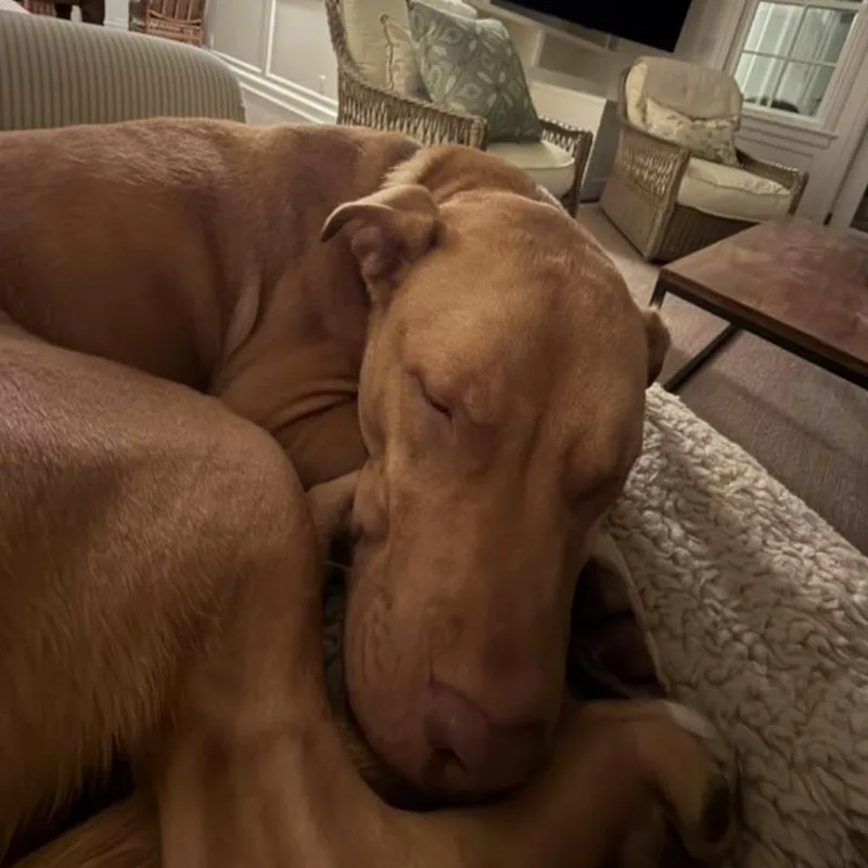 Rudy Iii thumbnail 2